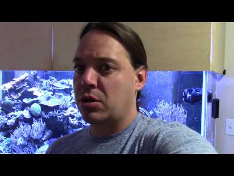 Reef Tank Cleaning at the End of Summer (Reef Vlog) 8-31-16