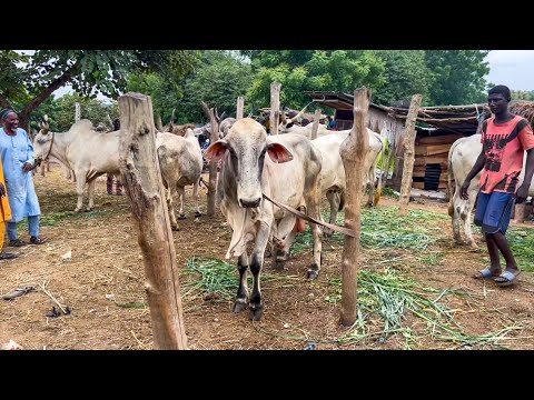 Fulani cheap Ram, goat and cow martek in Yoruba land -  Alamutu market in Abeokuta