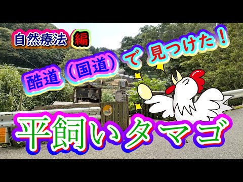 暗峠の酷道(国道)308号で見つけた平飼いたまご・くらがり峠たまご・行く価値アリ・美味い！