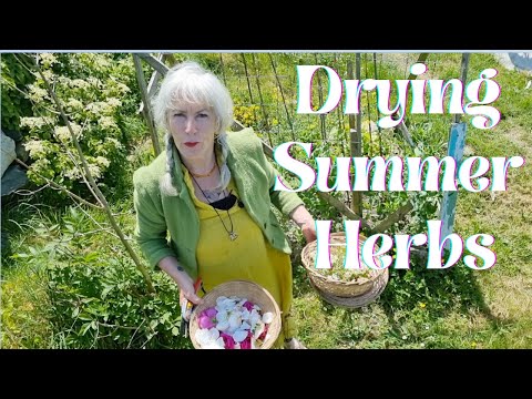 Drying Summer Herbs