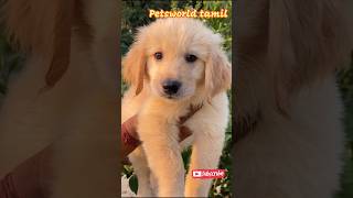 Cute Golden Retriever Puppy #doglovers #dogs #dogcare #doginformation #petsworldtamil #puppylife