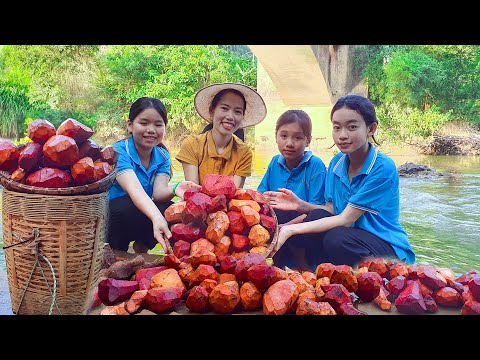 Harvesting brown tubers goes to the market sell | Jackfruit Garden | Mai Nha Tranh