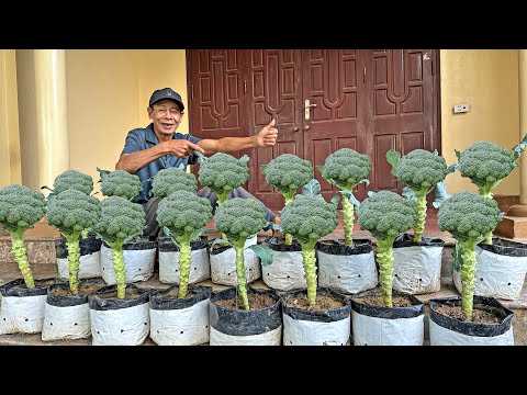 How I Grow Broccoli For Super Fast Harvest, Fewer Pests Even Without A Garden