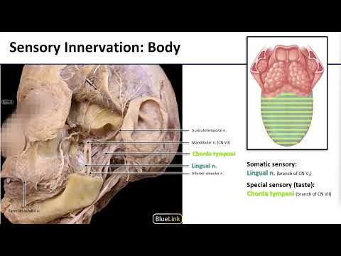 6 Tongue Innervation Review