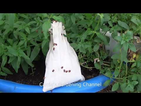 Ladybug Release In The Greenhouses April 2023, Ladybugs To Combat Aphids