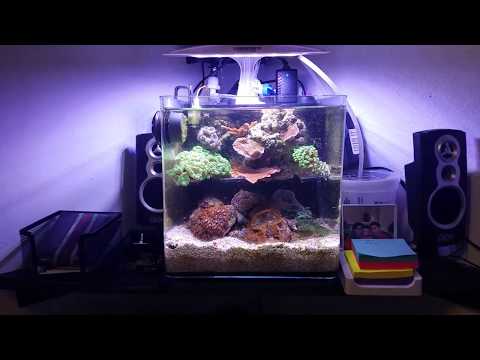 - Tony Nguyen 4g office pico reef update