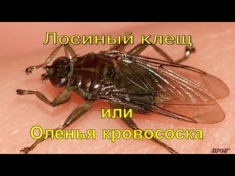 Лосиный клещ или Оленья кровососка. Опасно для жизни!