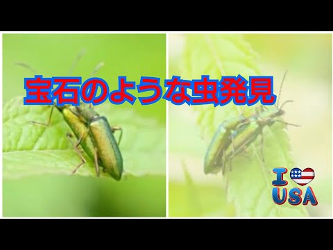 宝石のような虫発見