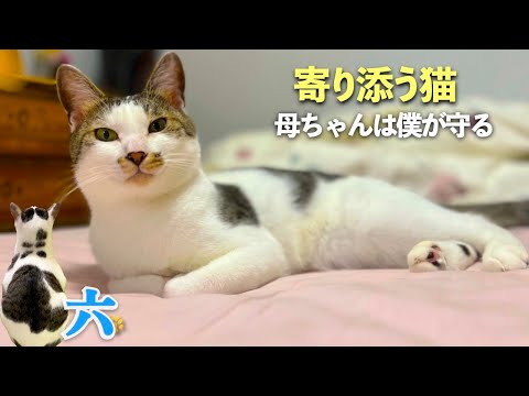 「六(愛猫)に会いたかった亡き母」そして私は六に守られていた「六は寄り添う猫」 | [生まれ変わりの猫] 六 (Roku)