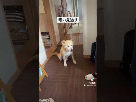 しぶしぶ。 #保護犬を家族に #doggo #rescuedog #シニア犬 #doglover #doglife #dogshorts