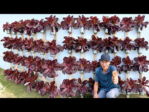 Growing Vegetables On Walls: The Secret To Making Use Of Every Space In Your Home!