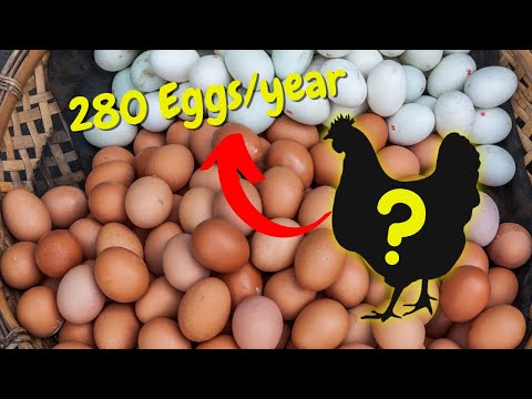 10 Best EGG Laying Chicken Breeds Around the World | Profitable Chicken Breeds for Egg Farm Business