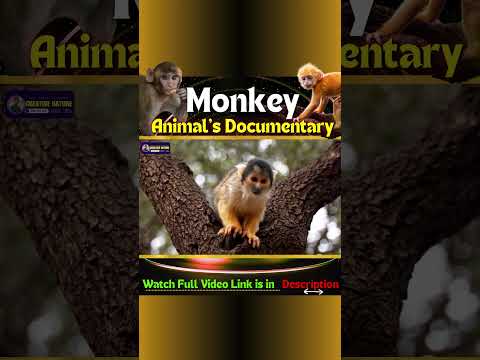 Watch Full Video on Monkey Animal's Documentary | Creative Nature #animal #monkey