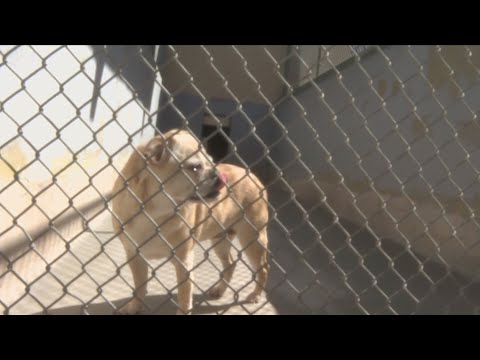 Amarillo Animal Management and Welfare offering adoption special for January