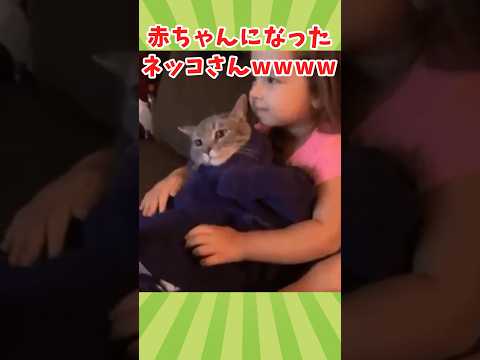 ネッコの動画見て癒されたら寝ろwww　#2ch動物スレ #動物 #猫 #shorts #2ch