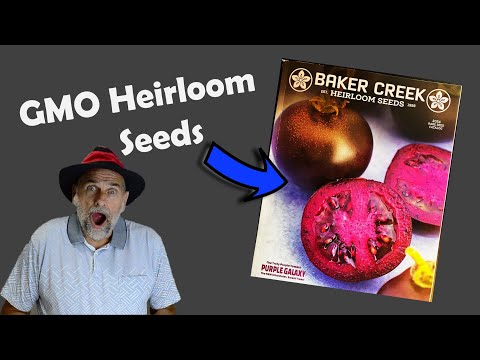 Worlds First GMO Heirloom Tomato!