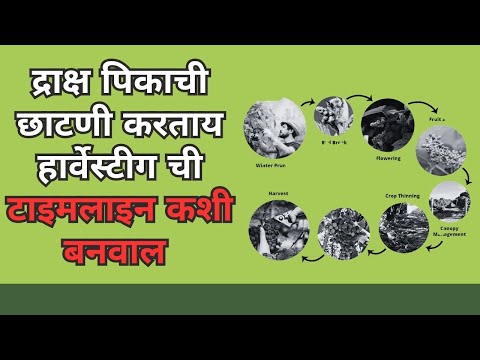 shrihari ghumare |  द्राक्ष पिकाची छाटणी करताय हार्वेस्टीग ची टाइमलाइन कशी  बनवाल