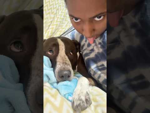 Shady side eye from dog #shortvideo #youtubeshorts #fyp #shorts #shortsfeed #dog #dogs #cute #aww