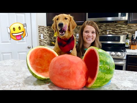 Watermelon Eating Contest! Girl vs Puppy!