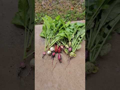 Harvesting in December, Different Take || DHBG #gardening #gardeningforbeginners