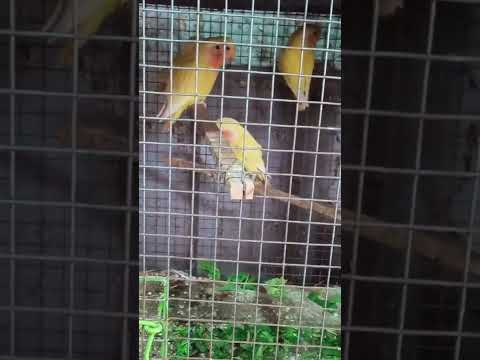 Lutino Love Birds/SK Farm 9092402689