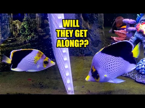 Introducing a VERY RARE Butterflyfish to an Established Fish Tank