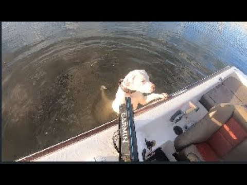 DOG OVERBOARD!!!