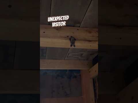 Today on the Homestead: Tiny Bat Hanging in Our Garage | Unexpected Wildlife #shorts