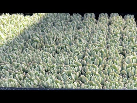 【多肉植物】植え替えしながら多肉狩りの算段　2024.02.28