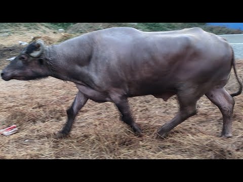 BUFFALO FARMING Boom in India | Discussion with Krishi sansar.