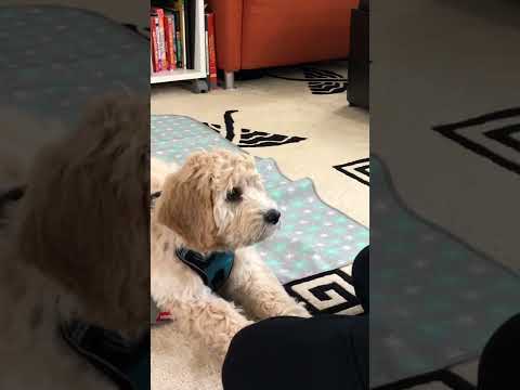 生後12週の子犬英語で命令&トリック/12 Week Old Goldendoodle Puppy Training Progress#shorts#子犬のしつけ＃子犬トレーニング