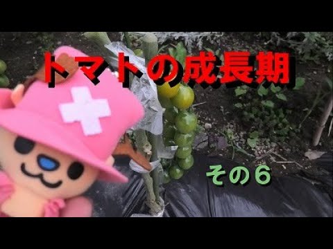 トマトの成長期（第8週目）