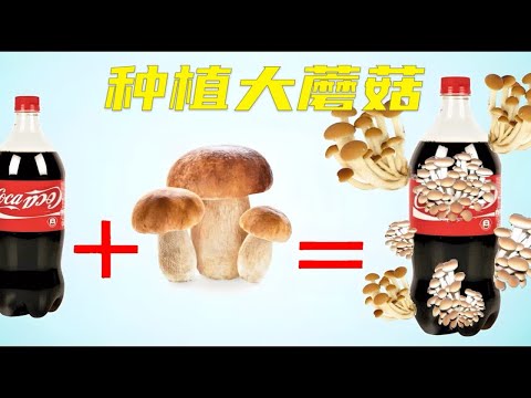 吃不完的蘑菇也能在家种，方法简单有手就行