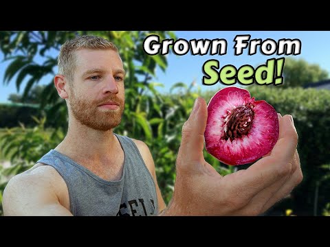 I Grew Peach Trees From Seed and this is what happened - Full Tutorial