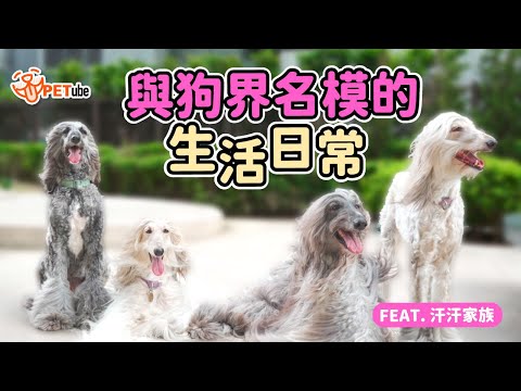 與狗界名模的日常生活 Feat.汗汗家族【寵物知識+】｜#哈寵PETube 第252集