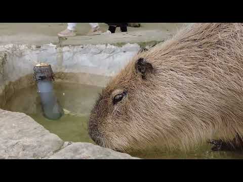 水分補給だよ(トリアスふれあい動物園) #カピバラ