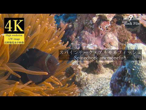 【4K 水中映像】スパインチーク・アネモネフィッシュ / Spinecheek anemonefish / Premnas biaculeatus