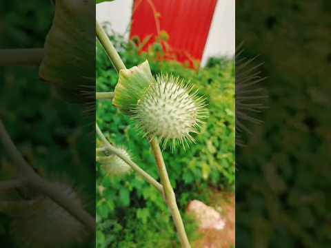 Vinayaka Chavithi Patri Ummethu Datura Plant #vinayakachavithi #shorts