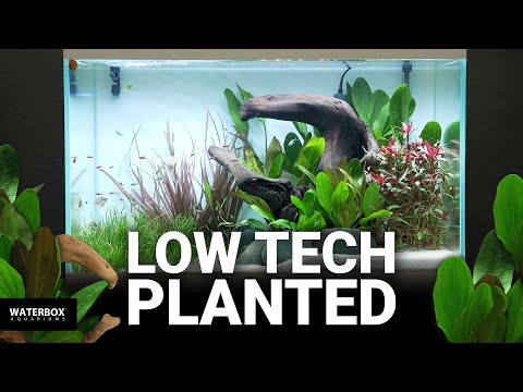 Setting up a Low Tech Planted Aquarium with EDEN