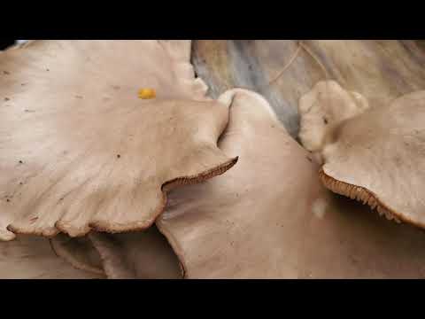 Would you EAT mushrooms on PLYWOOD?!