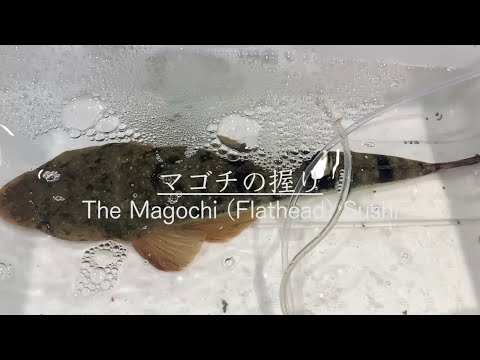 【夏の高級魚】マゴチの仕込みから寿司になるまで！寿司屋の仕込み How to make the Magochi (Flathead) Sushi