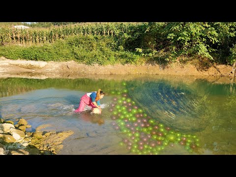 Harvest a full harvest of exquisite clams, filled with enchanting large pearls about to burst