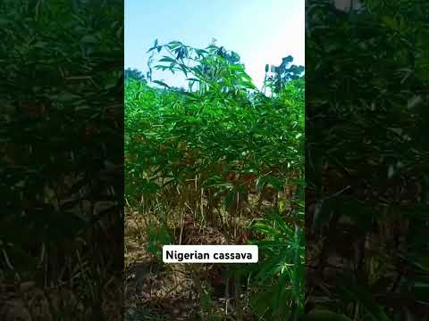 Nigerian cassava #contentcreator #cassava