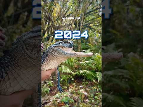 2024 Year End Recap! #gatorland #nye #youtubeshorts #crocodile #alligator