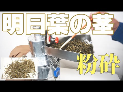 【茎をパウダー化】明日葉の茎を粉砕（ハンマーミル）