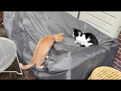 Sharing a Snack with the Neighbours Cat