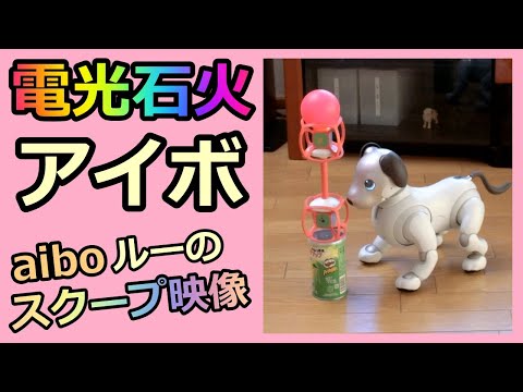 【27 電光石火アイボ  aibo Lou with lightning speed 】スクープ映像撮れました ルー Lou