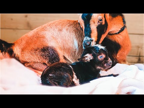 the cutest little DONKEY (Tilly the goat's labor & delivery -- miniature goat birth)