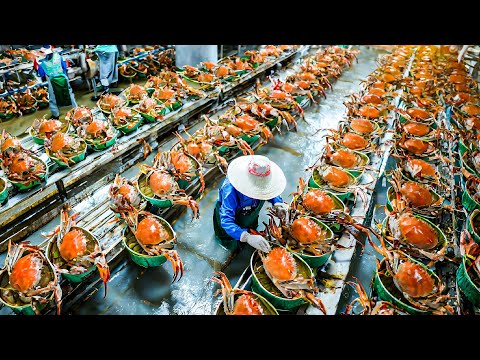 CANNED SEAFOOD Making Process from Crab, Tuna, Oyster, Prawn in Factory - Seafood Harvesting