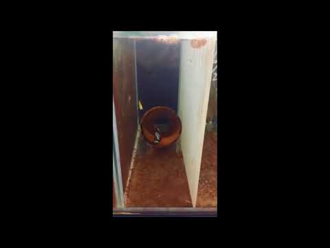 人工閃電透紅小丑Lightning Maroon Clownfish（Captive-Bred）use2K